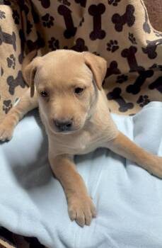 Evie -  Labrador Retriever Dog for Adoption in Huntingtown, Maryland - Evie | PetCurious