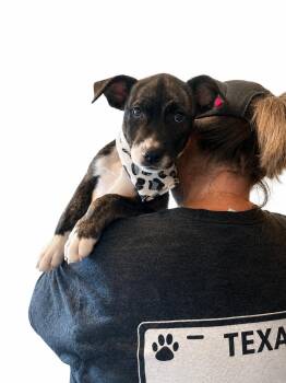 Bixii Lonestar -  Terrier Dog for Adoption in Rockaway, New Jersey - Bixii Lonestar | PetCurious
