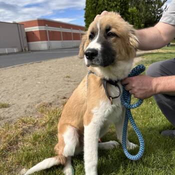 Bongo -  Mixed Breed Dog for Adoption in Spokane, Washington - Bongo | PetCurious