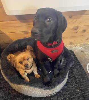 Black Labrador Retriever and English Springer Spaniel Dogs Available for Adoption - Ruby | PetCurious