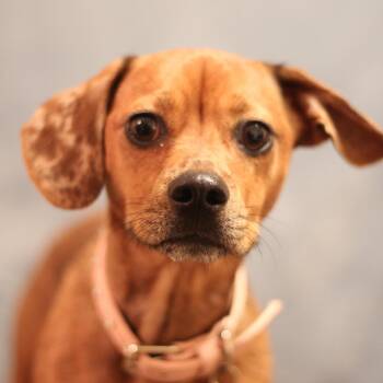 Muffin -  Chiweenie Dog for Adoption in Yukon, Oklahoma - Muffin | PetCurious