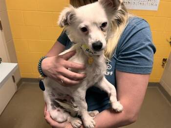 Chihuahua Dogs Available for Adoption in Colorado Springs, Colorado - MAYA | PetCurious