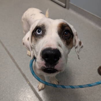 Rescue Basset Hound Dogs for Adoption in New Castle, Delaware - Gizmo | PetCurious