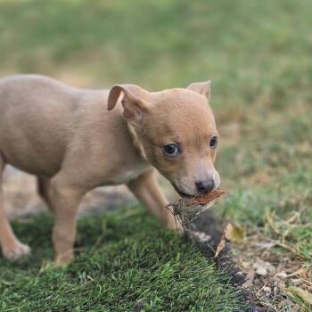 Sebastian AL -  Chihuahua and Mixed Breed Dog for Adoption in Austin, Texas - Sebastian AL | PetCurious