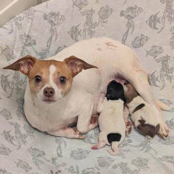 Brie Elle -  Chihuahua and Mixed Breed Dog for Adoption in New York, New York - Brie Elle | PetCurious