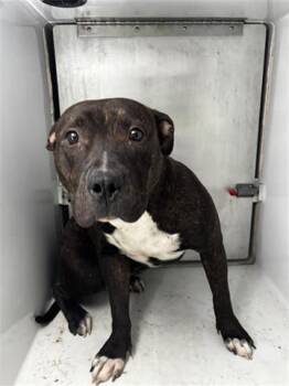 Pit Bull Terrier Dogs Available for Adoption - A654103 | PetCurious