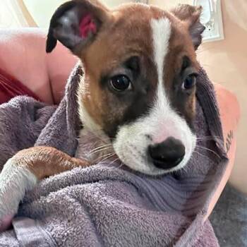 Archie -  Mixed Breed Dog for Adoption in Jarrettsville, Maryland - Archie | PetCurious