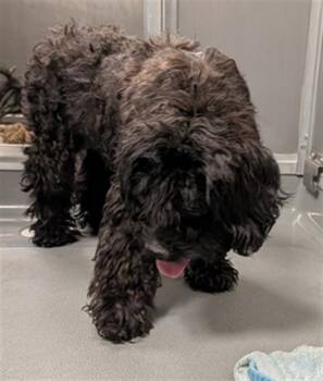 MAX -  Poodle and Mixed Breed Dog for Adoption in Ontario, California - MAX | PetCurious