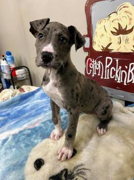 Catahoula Leopard Dog and Mixed Breed Dogs Available for Adoption - Beth | PetCurious
