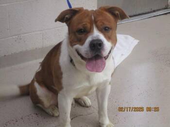 Shepherd and Pit Bull Terrier Dogs Available for Adoption - (857) | PetCurious