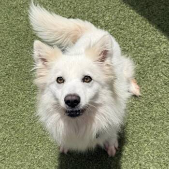 Sumi -  American Eskimo Dog Dog for Adoption in Houston, Texas - Sumi | PetCurious