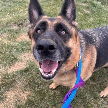 Ares -  German Shepherd Dog Dog for Adoption in Matteson, Illinois - Ares | PetCurious