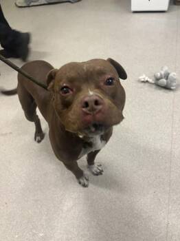 Rescue American Bulldog and Mixed Breed Dogs for Adoption in Indianapolis, Indiana - NISSAN | PetCurious