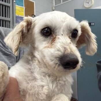 Mixed Breed Dogs Available for Adoption in Honesdale, Pennsylvania - Austin | PetCurious