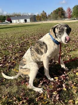 Rescue Mixed Breed Dogs for Adoption in St. Joseph, Michigan - Cheddar Bob | PetCurious