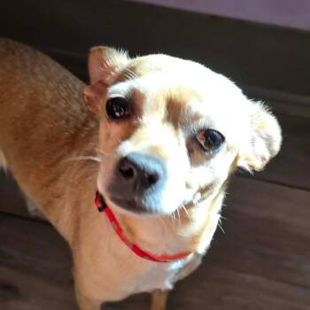 Luna RR UT -  Chihuahua Dog for Adoption in Las Vegas, Nevada - Luna RR UT | PetCurious