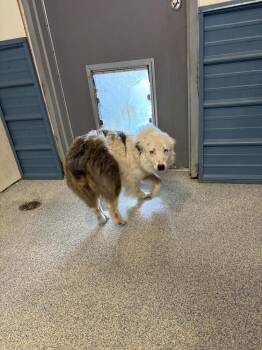 Joey -  Australian Shepherd and Australian Cattle Dog Blue Heeler Dog for Adoption in Bartlesville, Oklahoma - Joey | PetCurious