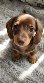 Dachshund -  Dachshund Dog for Adoption in Pinetop-lakeside, Arizona - Dachshund | PetCurious