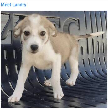 Landry -  Siberian Husky and Australian Cattle Dog Blue Heeler Dog for Adoption in Salt Lake City, Utah - Landry | PetCurious
