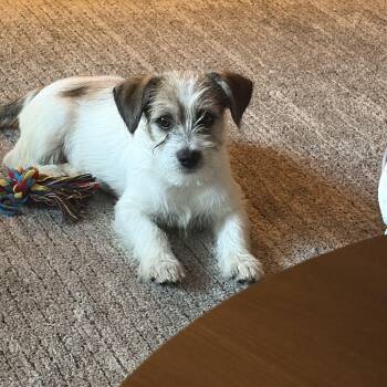 Bandit is available for adoption -  Parson Russell Terrier and Jack Russell Terrier Dog for Adoption in Tustin, California - Bandit Is Available For Adoption | PetCurious