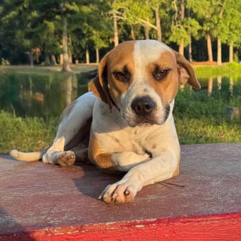 Prancer -  Beagle and Mixed Breed Dog for Adoption in Pine Bluff, Arkansas - Prancer | PetCurious