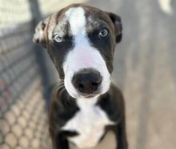 Rescue Pit Bull Terrier and Mixed Breed Dogs for Adoption in Tulsa, Oklahoma - LUEDA | PetCurious