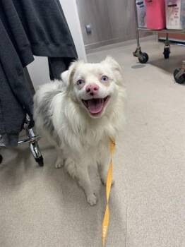 POWDER -  Australian Shepherd Dog for Adoption in Fairbanks, Alaska - POWDER | PetCurious
