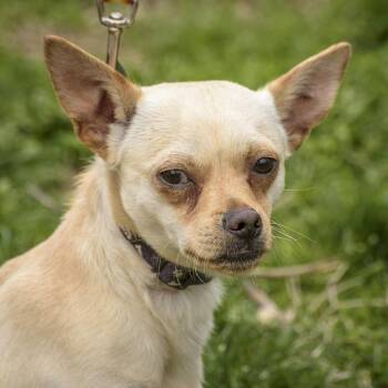 Chihuahua Dogs Available for Adoption in Lambertville, New Jersey - Chauncey | PetCurious