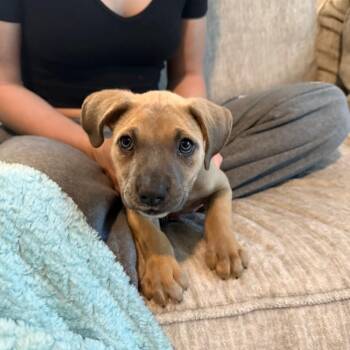 Nala -  Australian Shepherd Dog for Adoption in Dayton, Ohio - Nala | PetCurious
