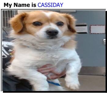 Cavalier King Charles Spaniel Dogs Available for Adoption - Cassidy (26) | PetCurious