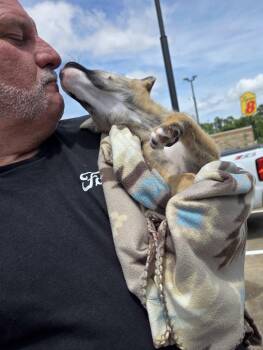 Crickett -  Labrador Retriever Dog for Adoption in The Woodlands, Texas - Crickett | PetCurious
