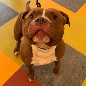 Rockstar -  Mixed Breed Dog for Adoption in Philadelphia, Pennsylvania - Rockstar | PetCurious