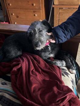 Labrador Retriever Dogs Available for Adoption - Countdown :Amber | PetCurious