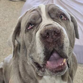 Doc Jiggles -  Neapolitan Mastiff and Mixed Breed Dog for Adoption in Kanab, Utah - Doc Jiggles | PetCurious