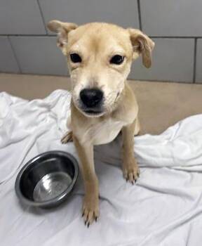 Mixed Breed Dogs Available for Adoption in Nashville, Tennessee - Ziplock | PetCurious