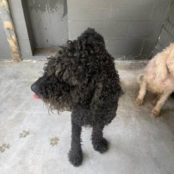 Tank -  Poodle Dog for Adoption in Clanton, Alabama - Tank | PetCurious