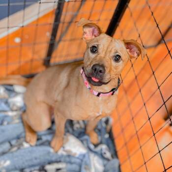 Sunshine -  Mixed Breed Dog for Adoption in Springboro, Ohio - Sunshine | PetCurious