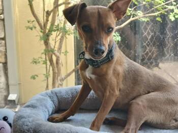 Lenny (Bonded W/Squiggy) -  Chihuahua and Dachshund Dog for Adoption in Fort Worth, Texas - Lenny (Bonded W/Squiggy) | PetCurious