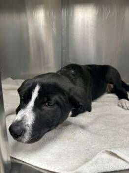 Mixed Breed Dogs Available for Adoption in Memphis, Tennessee - Megan | PetCurious