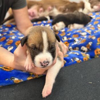 Baby girl 5 -  Border Collie and Mixed Breed Dog for Adoption in San Diego, California - Baby Girl 5 | PetCurious