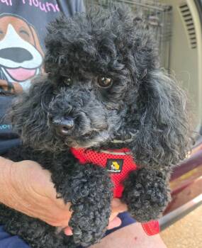 Carly -  Miniature Poodle Dog for Adoption in Williamsburg, Virginia - Carly | PetCurious