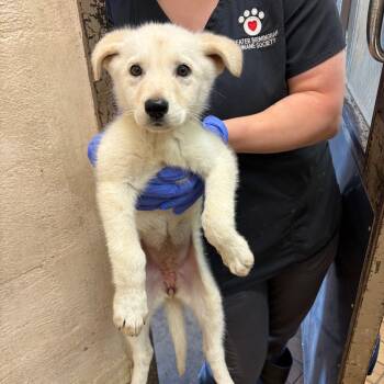 Shepherd Dogs Available for Adoption in Birmingham, Alabama - Vanessa | PetCurious