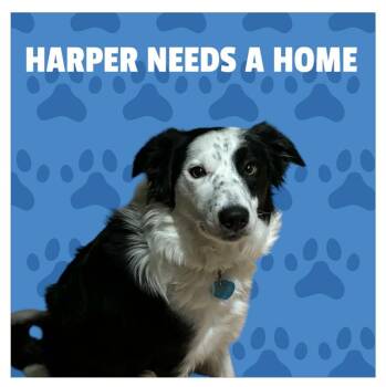 Border Collie Dogs Available for Adoption - Harper | PetCurious