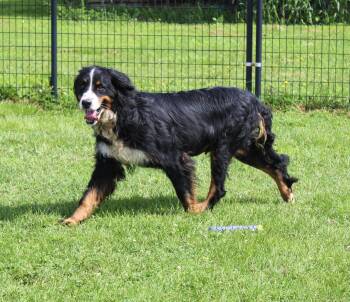 Olive -  Bernese Mountain Dog Dog for Adoption in Neosho, Missouri - Olive | PetCurious