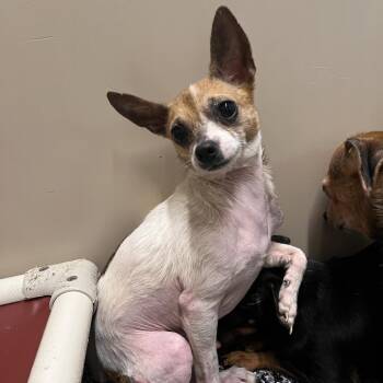 Mixed Breed Dogs Available for Adoption in Fairport, New York - Marshmallow | PetCurious