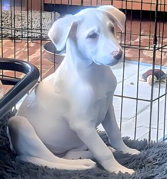 Milkshake -  Labrador Retriever Dog for Adoption in Cottage Grove, Minnesota - Milkshake | PetCurious