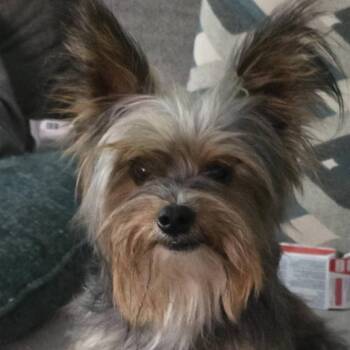 Yorkshire Terrier Dogs Available for Adoption in Houston, Texas - Spike | PetCurious