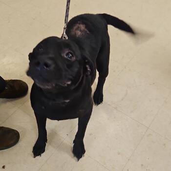 Little Momma -  Black Labrador Retriever Dog for Adoption in Lake Panasoffkee, Florida - Little Momma | PetCurious
