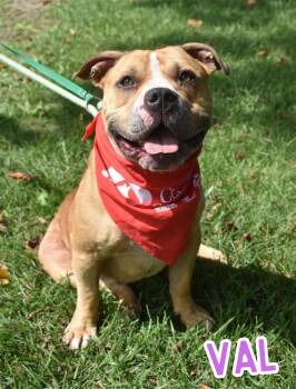 Rescue American Bully Dogs for Adoption in Valparaiso, Indiana - Val | PetCurious