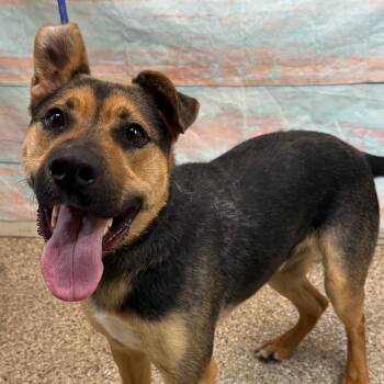Shepherd and Mixed Breed Dogs Available for Adoption - KOA | PetCurious